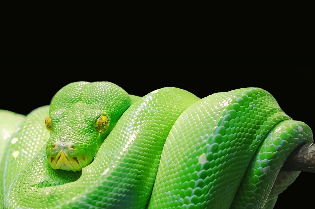 green-tree-python-543243_1280